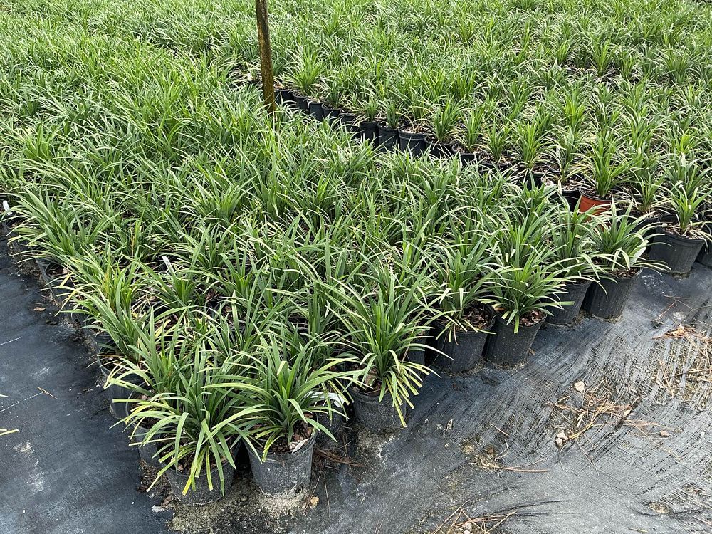 liriope-muscari-emerald-goddess-lilyturf