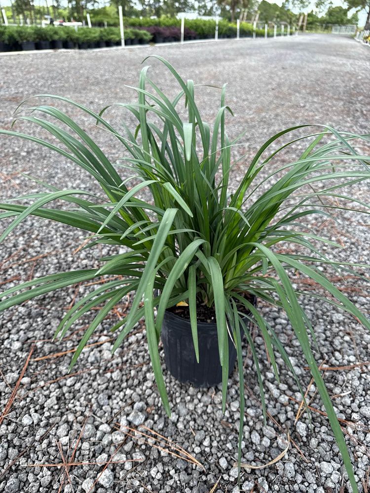 liriope-muscari-emerald-goddess-lilyturf