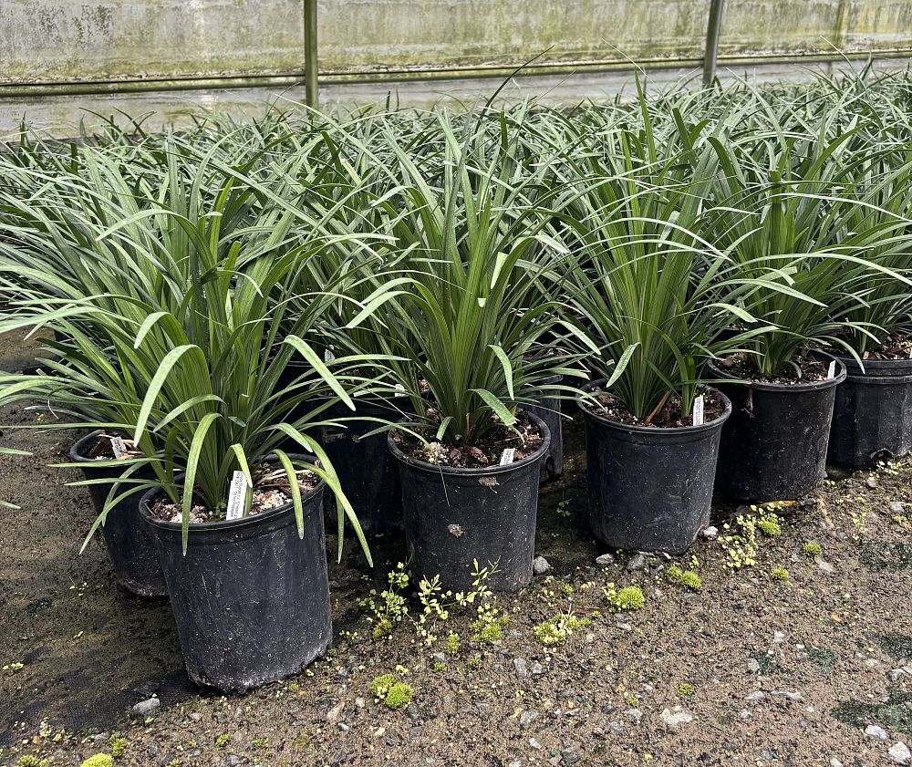 liriope-muscari-emerald-goddess-lilyturf