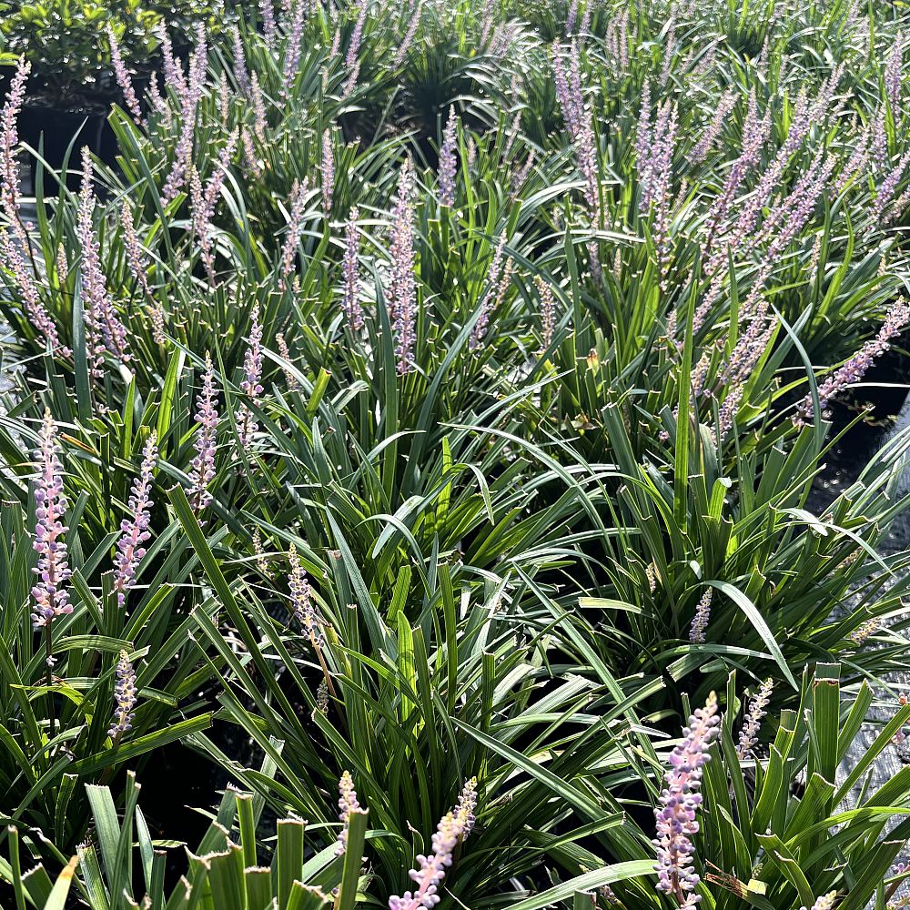 liriope-muscari-emerald-goddess-lilyturf