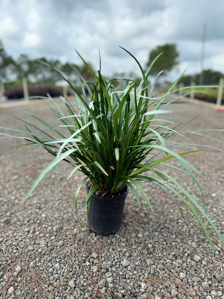 liriope-muscari-emerald-goddess-lilyturf