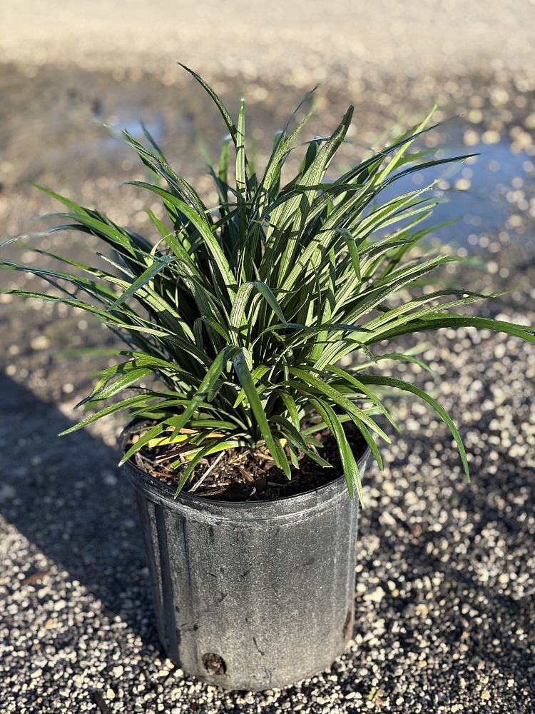 liriope-muscari-emerald-goddess-lilyturf