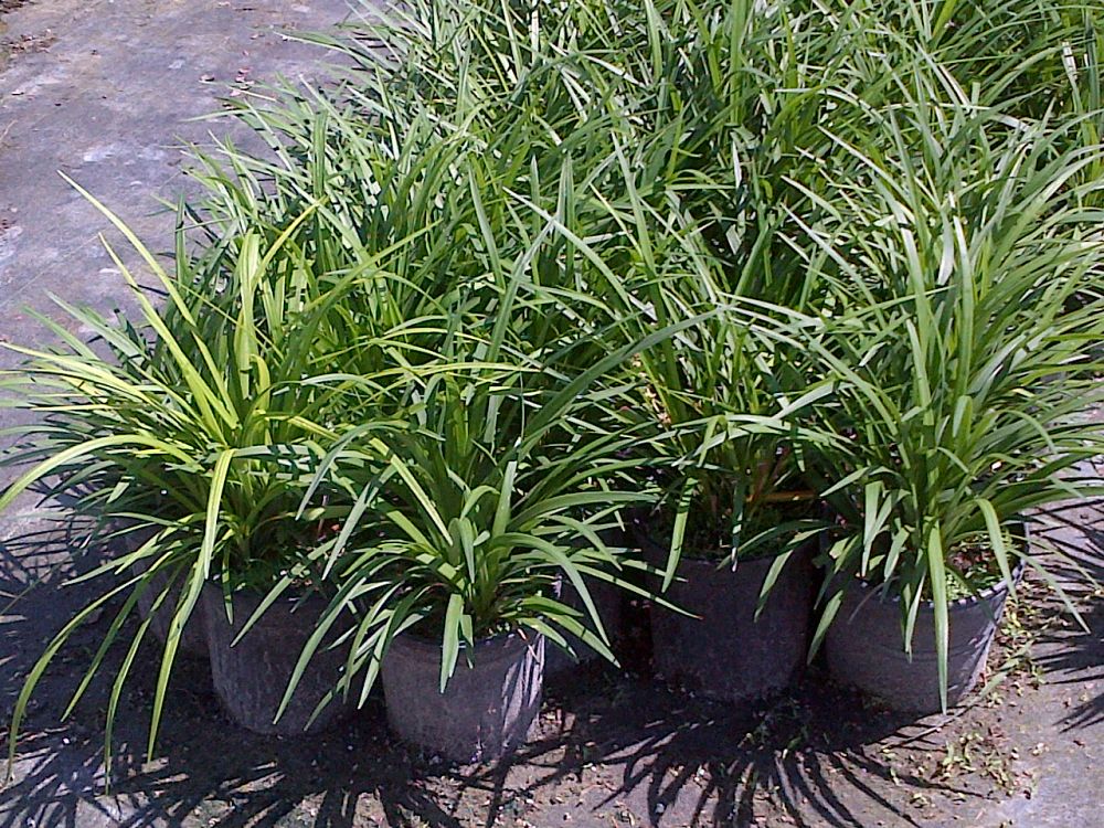liriope-muscari-evergreen-giant-lilyturf