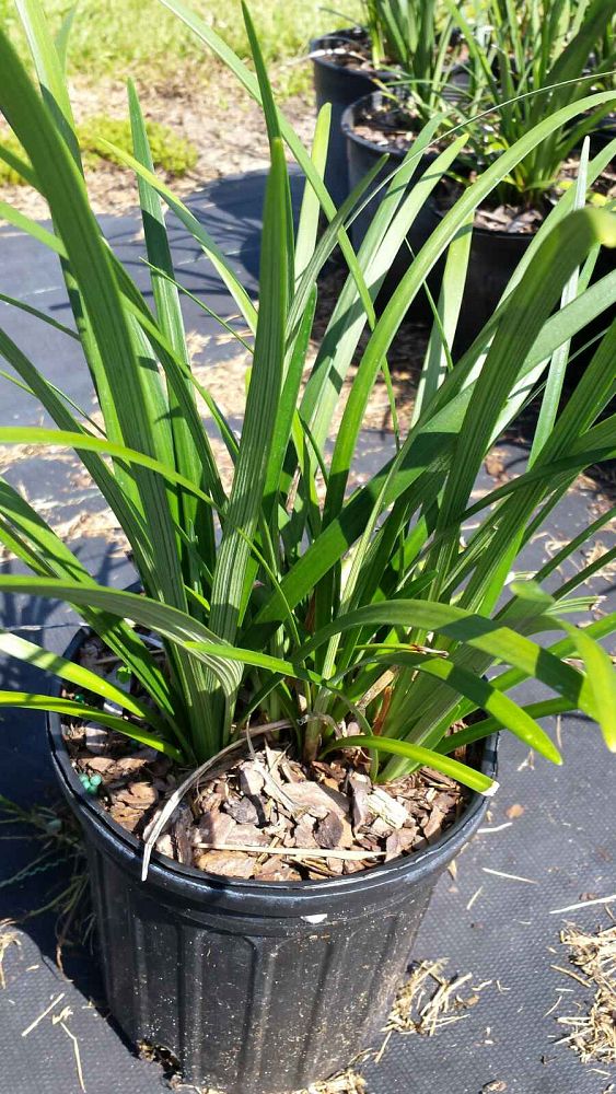 liriope-muscari-evergreen-giant-lilyturf