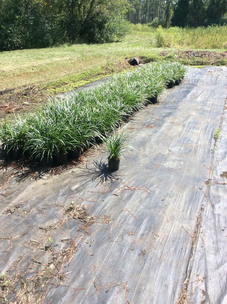 liriope-muscari-evergreen-giant-lilyturf