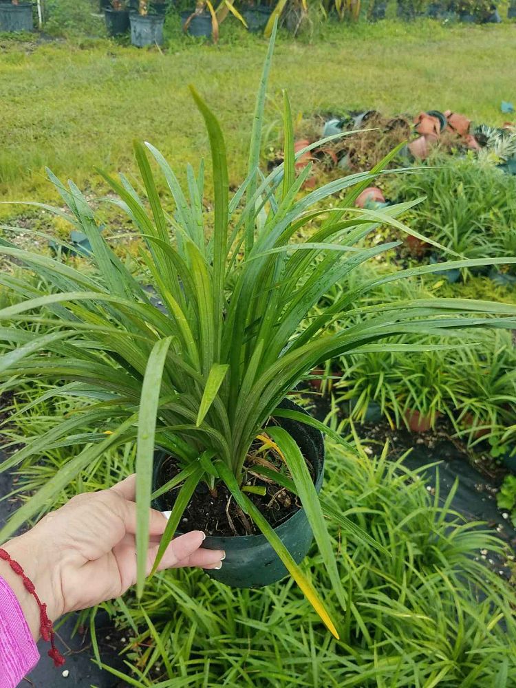 liriope-muscari-evergreen-giant-lilyturf
