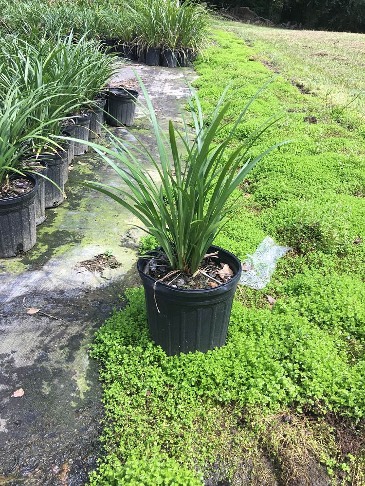 liriope-muscari-evergreen-giant-lilyturf