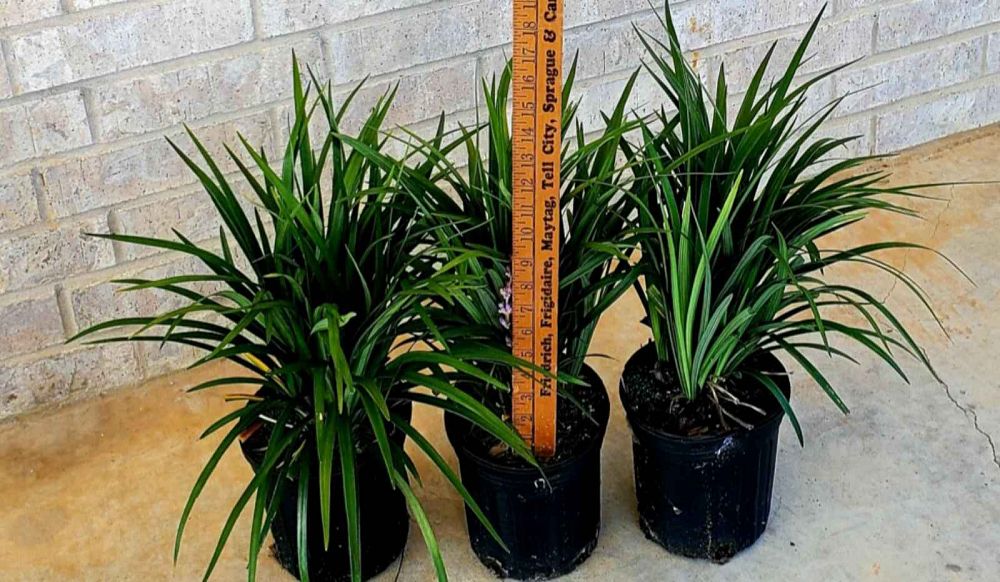 liriope-muscari-evergreen-giant-lilyturf