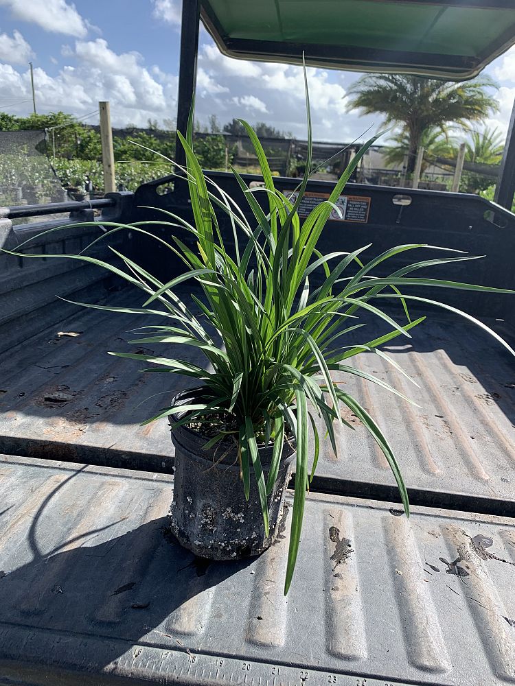 liriope-muscari-evergreen-giant-lilyturf