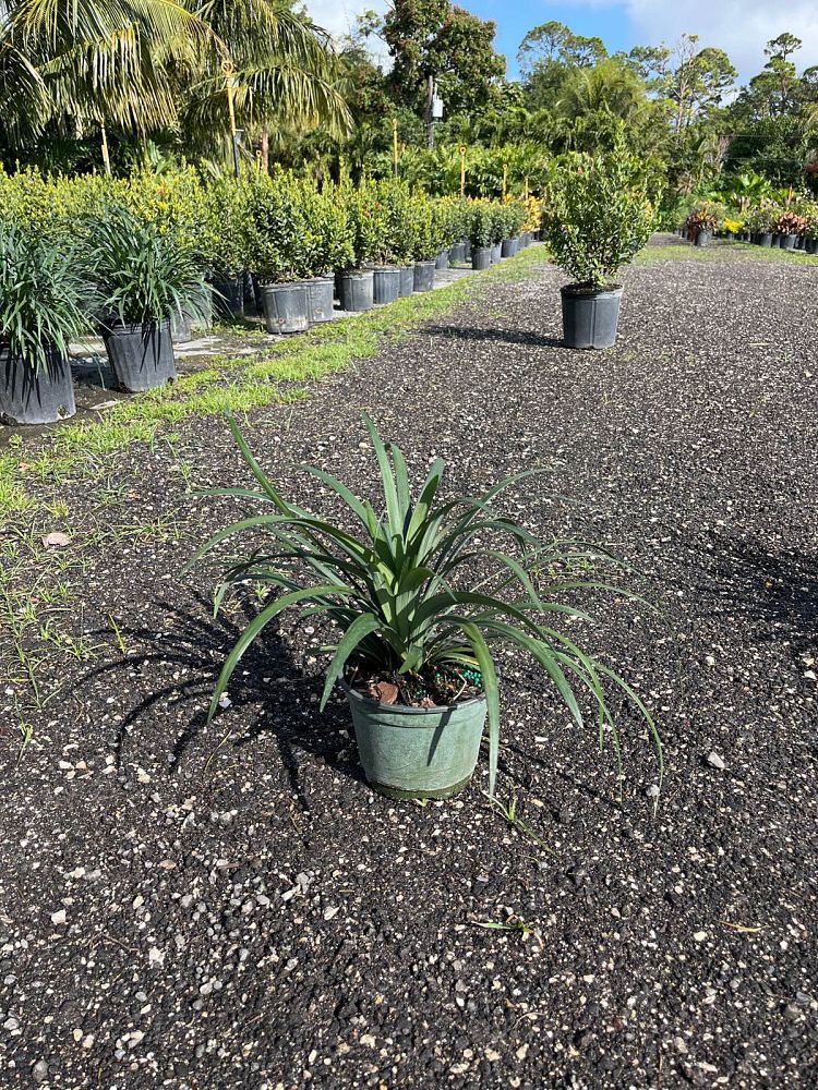 liriope-muscari-evergreen-giant-lilyturf