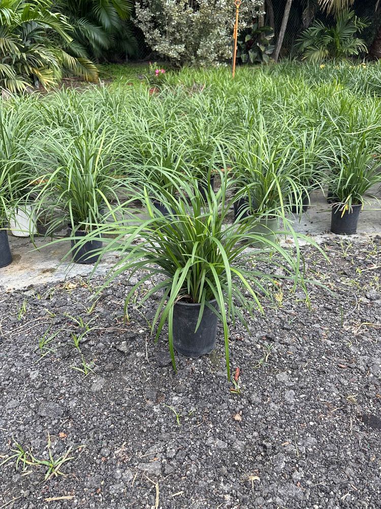liriope-muscari-evergreen-giant-lilyturf