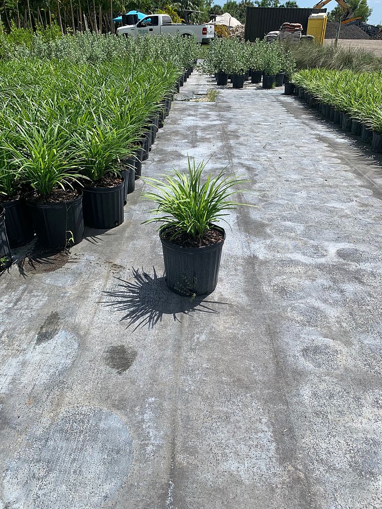 liriope-muscari-evergreen-giant-lilyturf