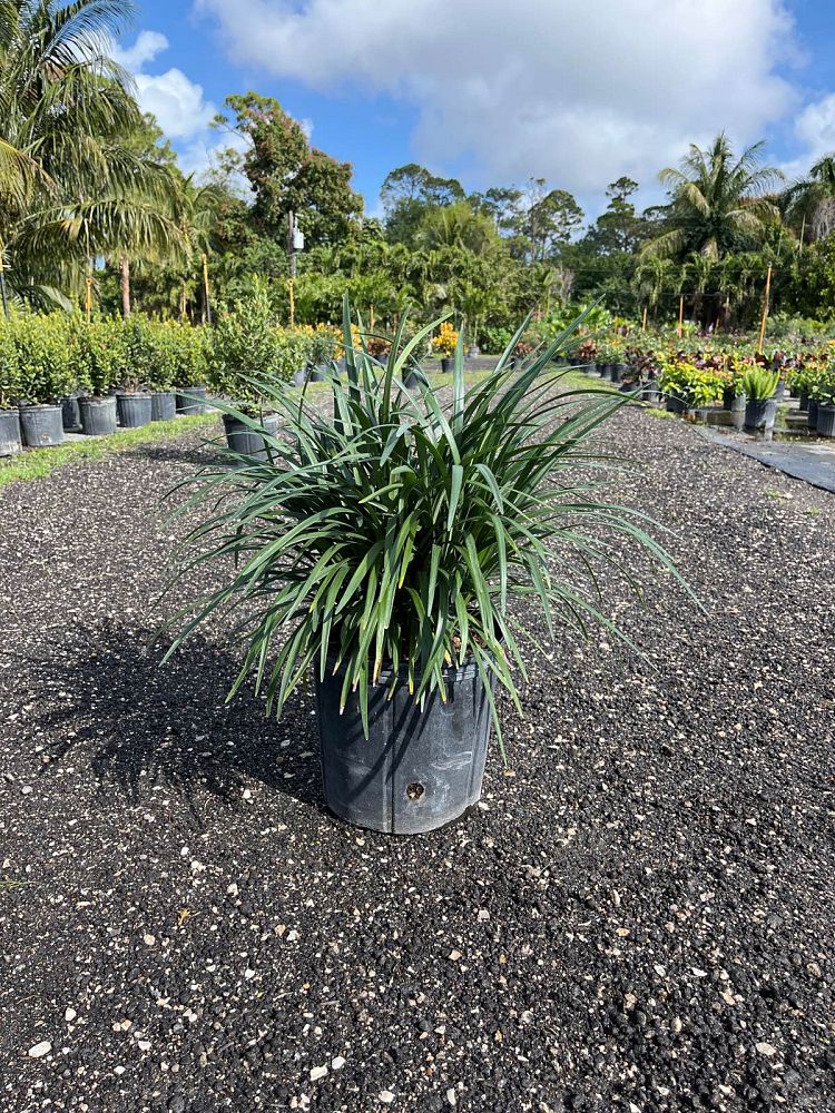 liriope-muscari-evergreen-giant-lilyturf