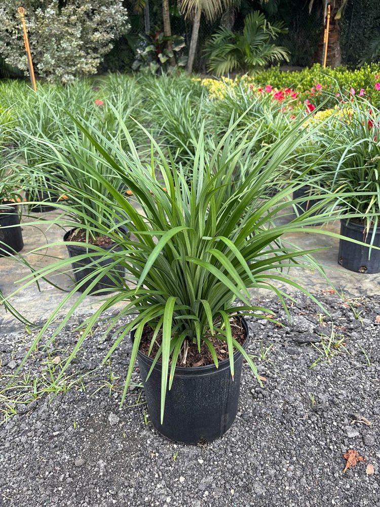 liriope-muscari-evergreen-giant-lilyturf