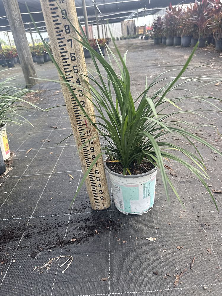 liriope-muscari-evergreen-giant-lilyturf