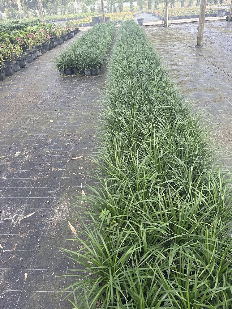 liriope-muscari-evergreen-giant-lilyturf