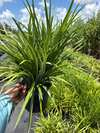liriope-muscari-evergreen-giant-lilyturf