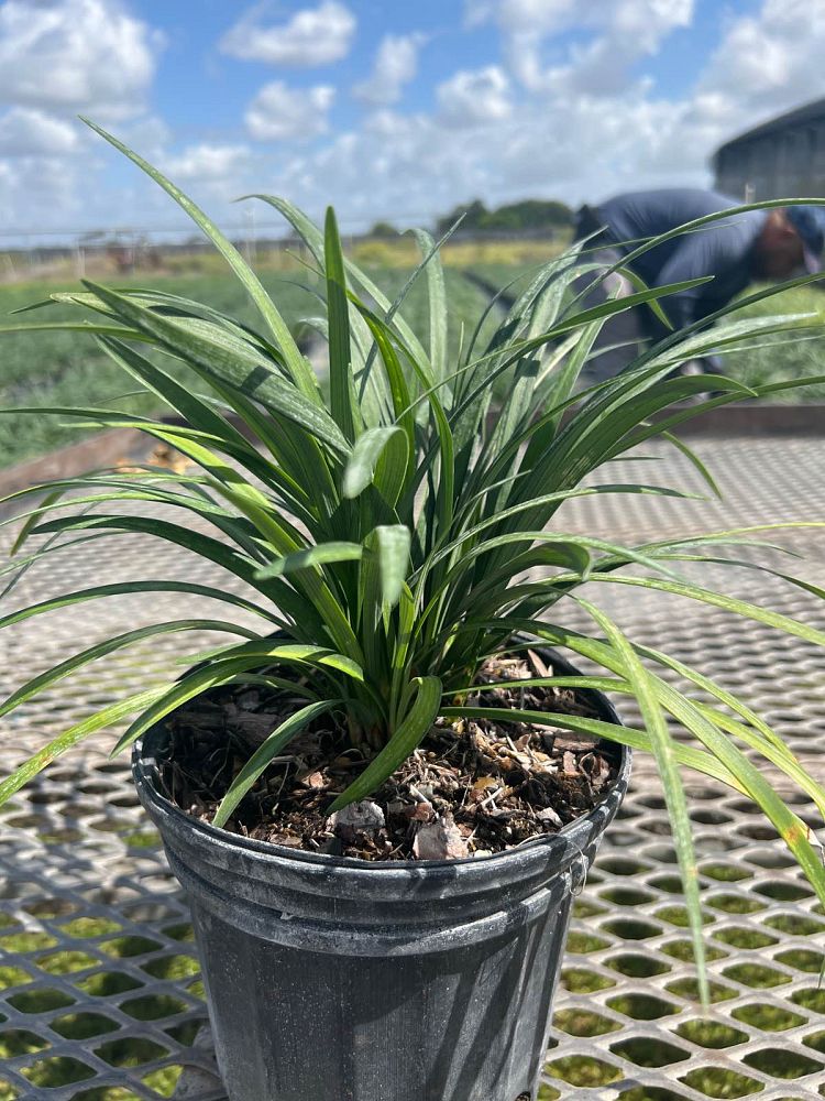 liriope-muscari-evergreen-lilyturf