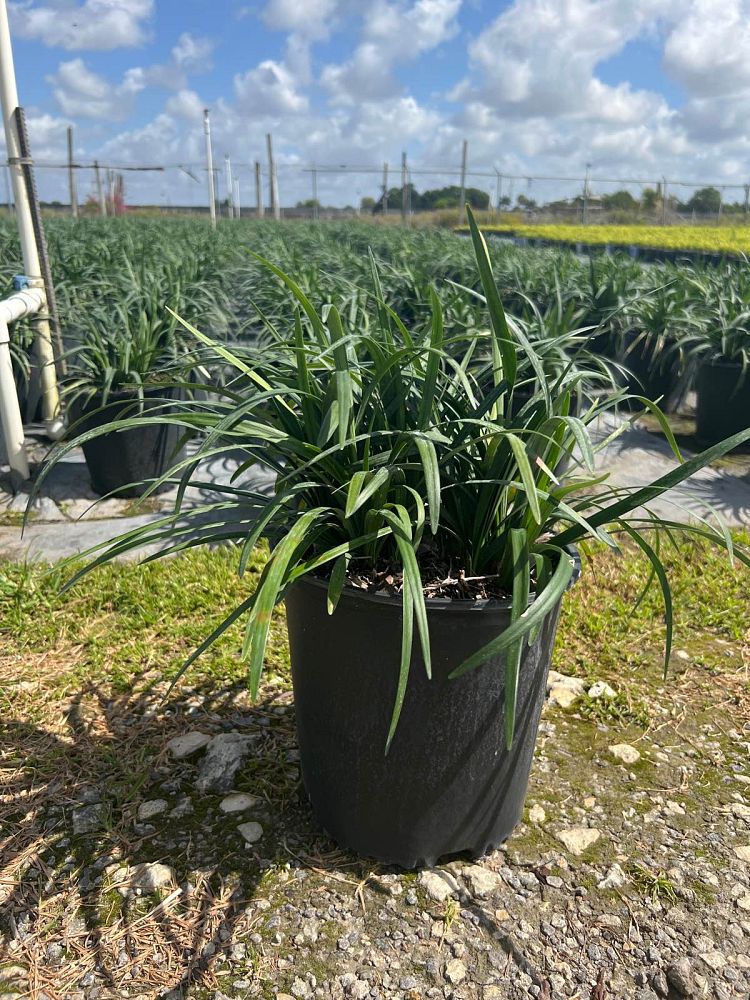 liriope-muscari-evergreen-lilyturf