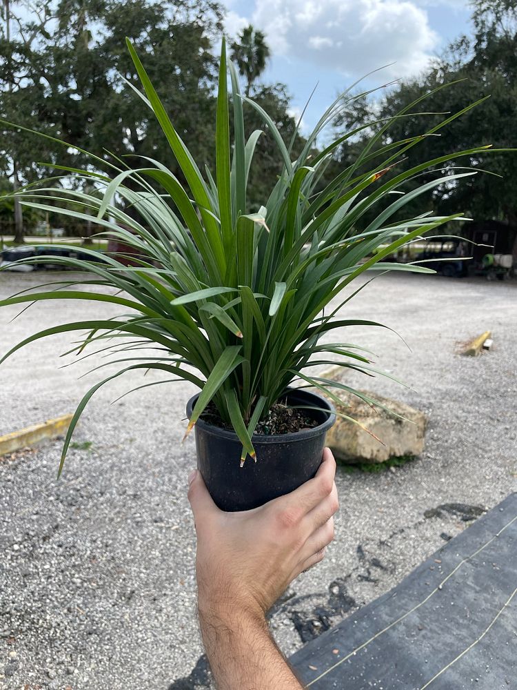 liriope-muscari-evergreen-lilyturf