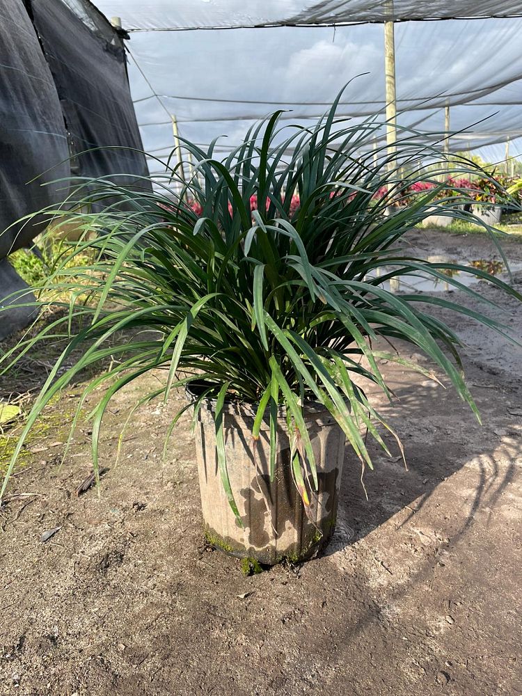 liriope-muscari-evergreen-lilyturf