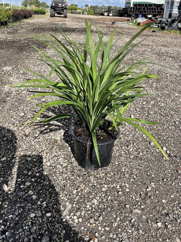 liriope-muscari-evergreen-lilyturf