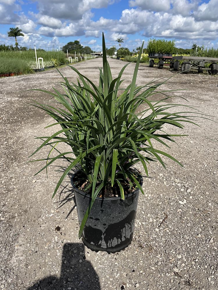 liriope-muscari-evergreen-lilyturf