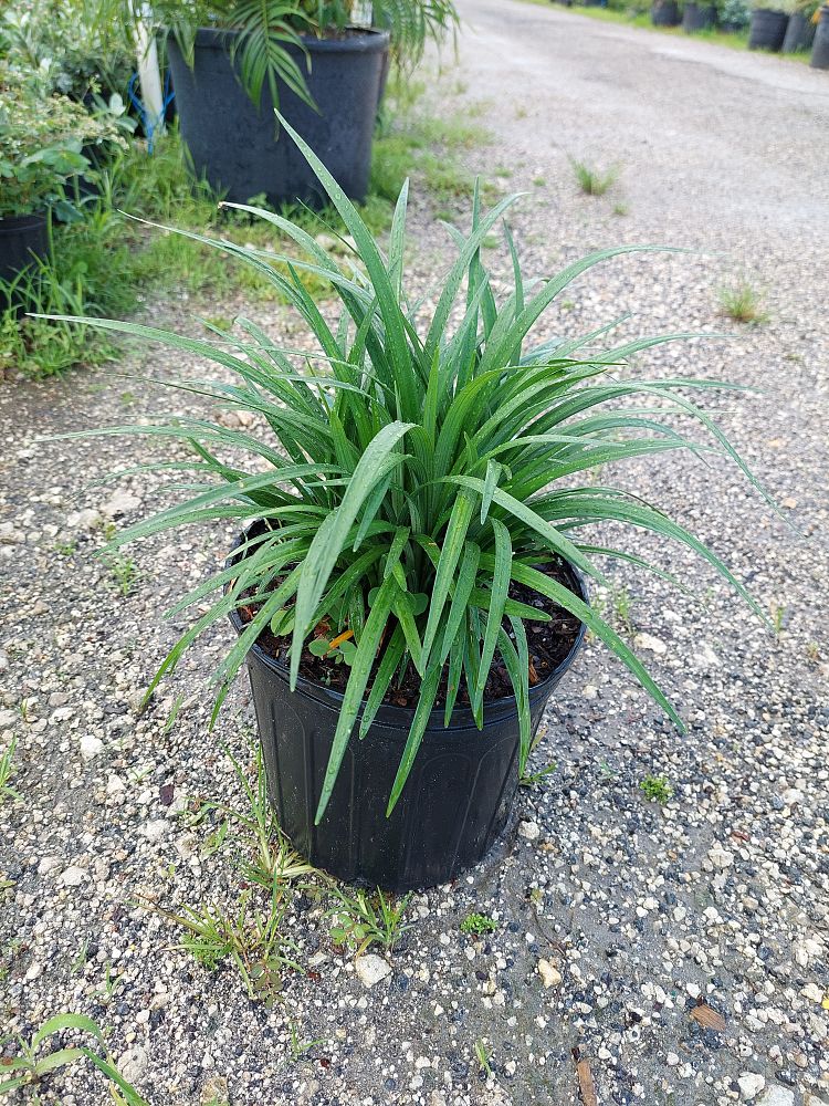 liriope-muscari-evergreen-lilyturf