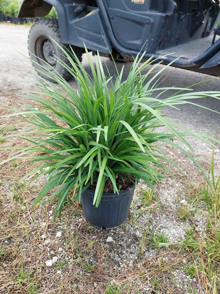 liriope-muscari-evergreen-lilyturf