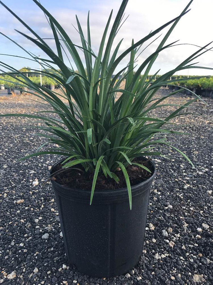 liriope-muscari-green-giant-lilyturf