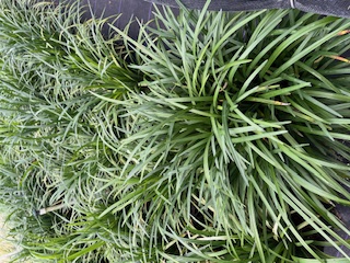 liriope-muscari-green-giant-lilyturf