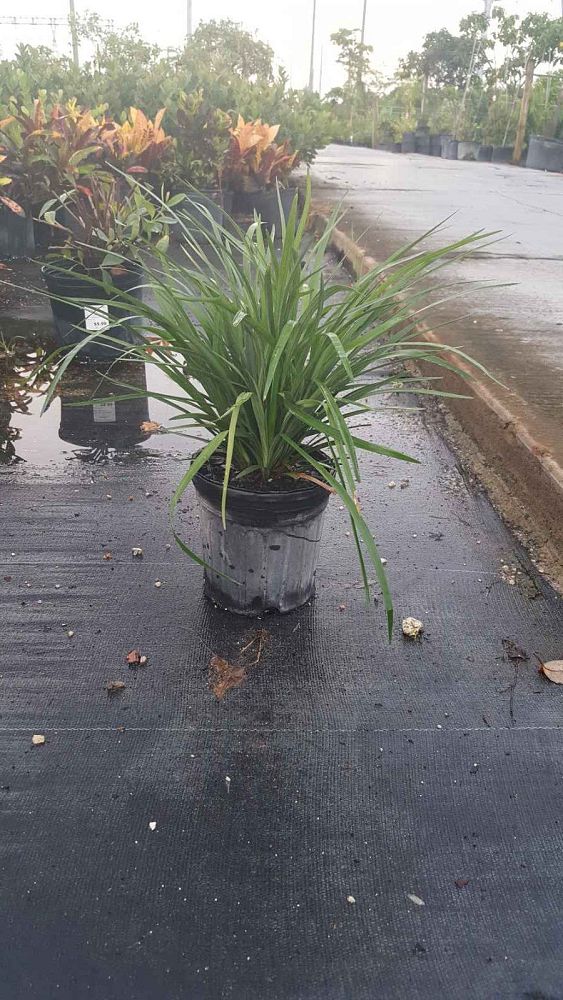 liriope-muscari-lilyturf
