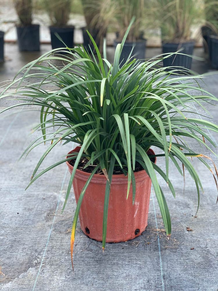 liriope-muscari-lilyturf