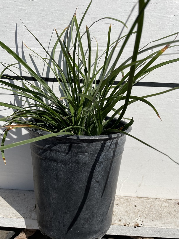 liriope-muscari-lilyturf