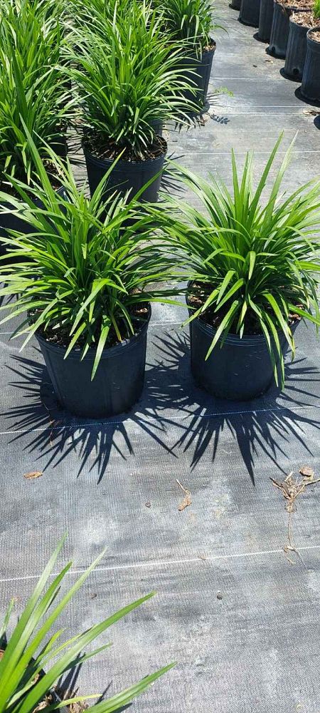 liriope-muscari-lilyturf