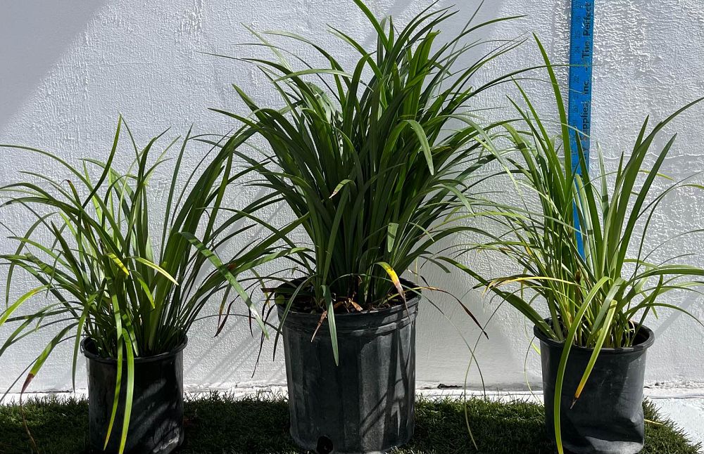 liriope-muscari-lilyturf