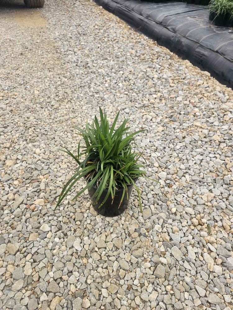 liriope-muscari-lilyturf