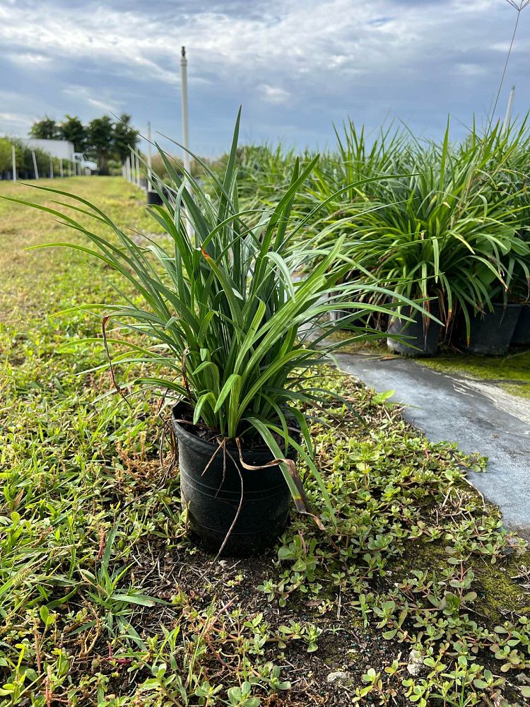 liriope-muscari-lilyturf