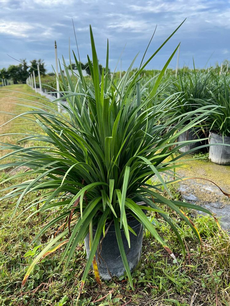 liriope-muscari-lilyturf