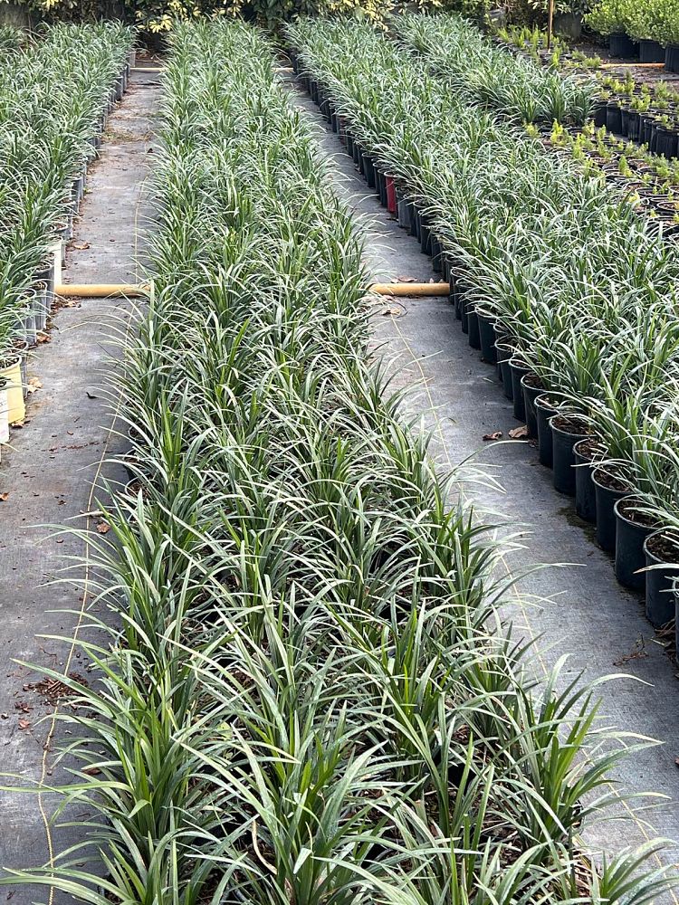 liriope-muscari-lilyturf