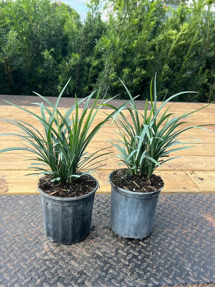 liriope-muscari-lilyturf