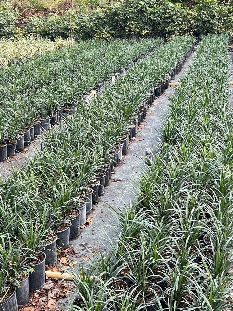 liriope-muscari-lilyturf