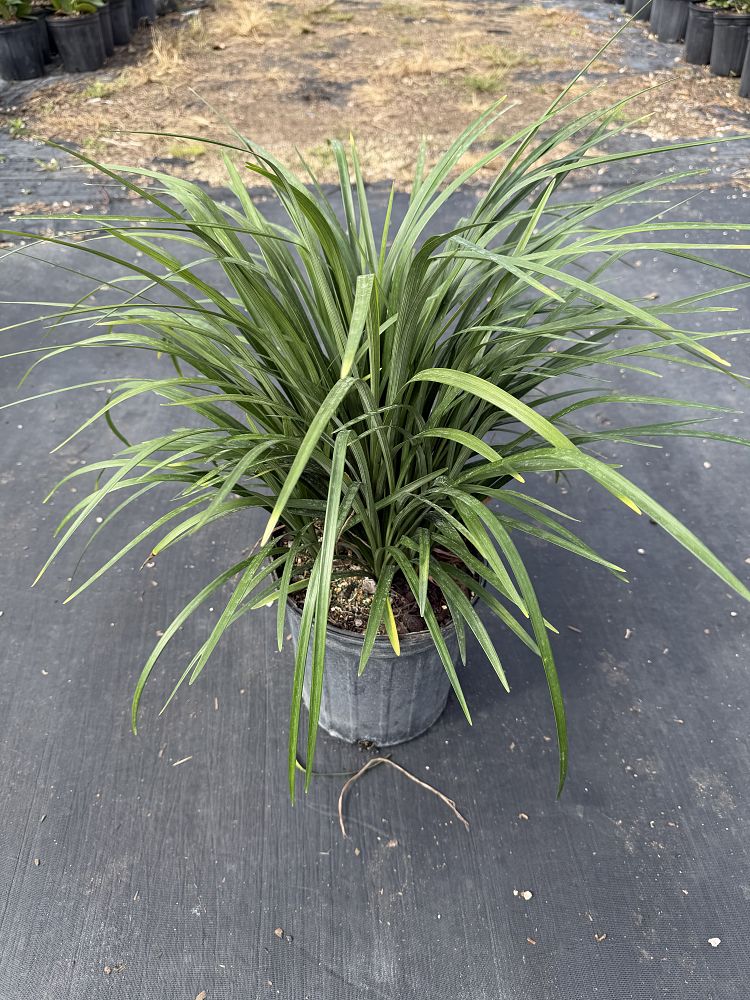 liriope-muscari-lilyturf