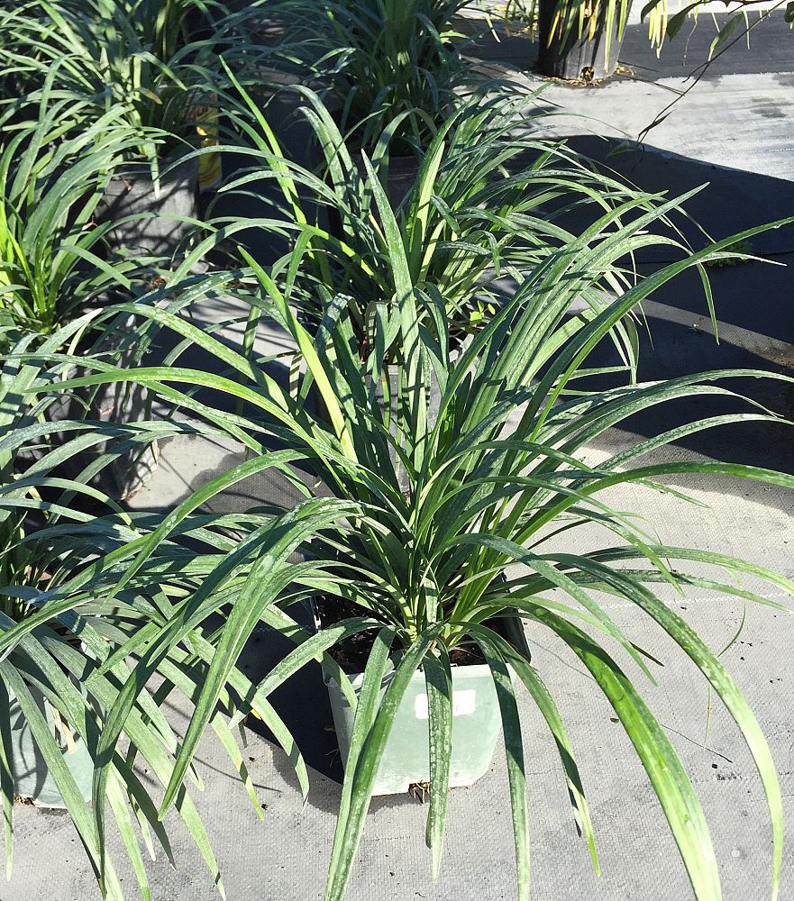 liriope-muscari-lirf-pvr-lilyturf-isabella