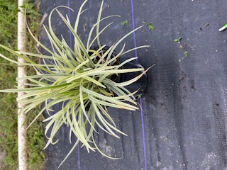 liriope-muscari-monroe-white-lilyturf