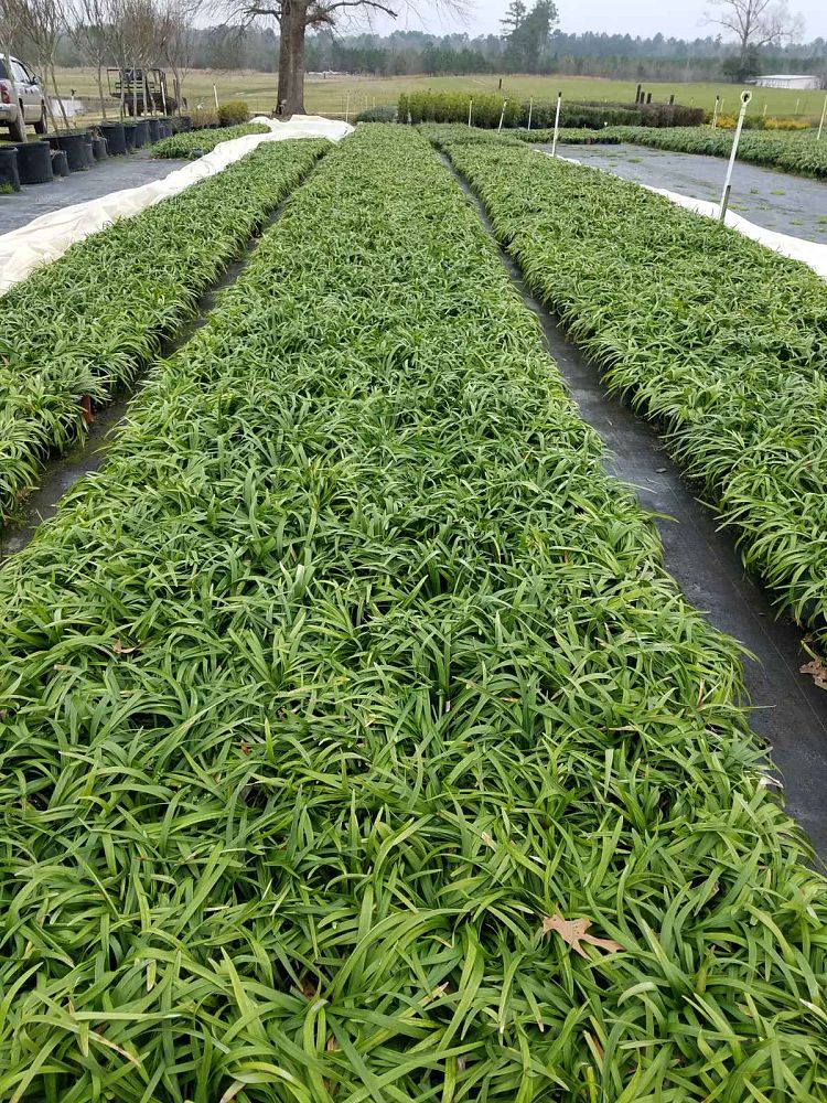 liriope-muscari-royal-purple-lilyturf