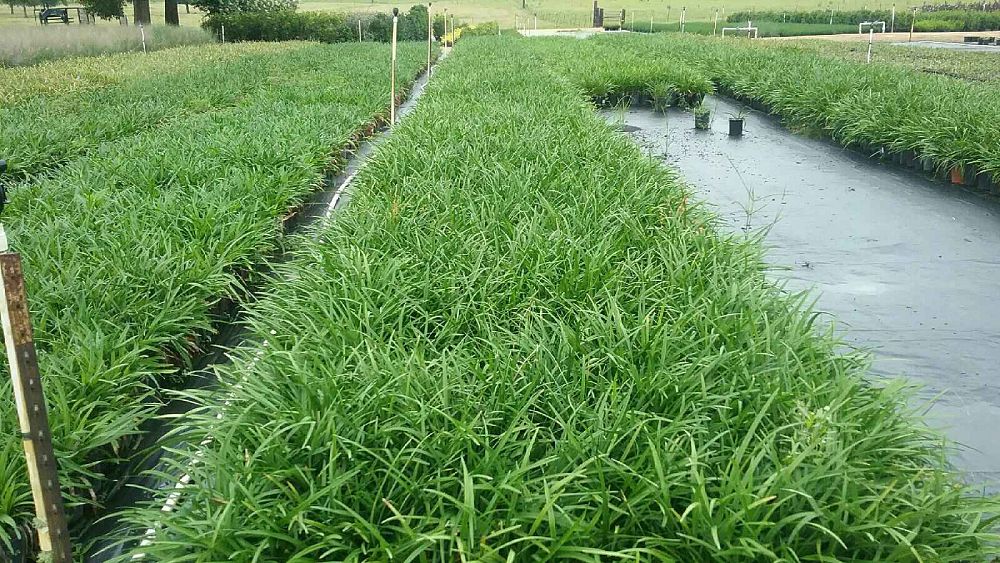 liriope-muscari-royal-purple-lilyturf