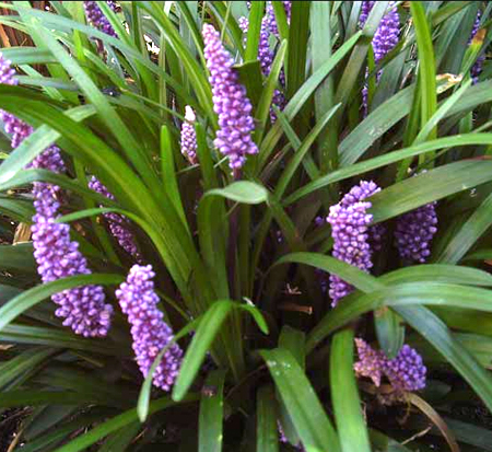liriope-muscari-royal-purple-lilyturf