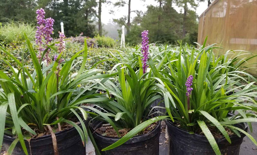 liriope-muscari-royal-purple-lilyturf