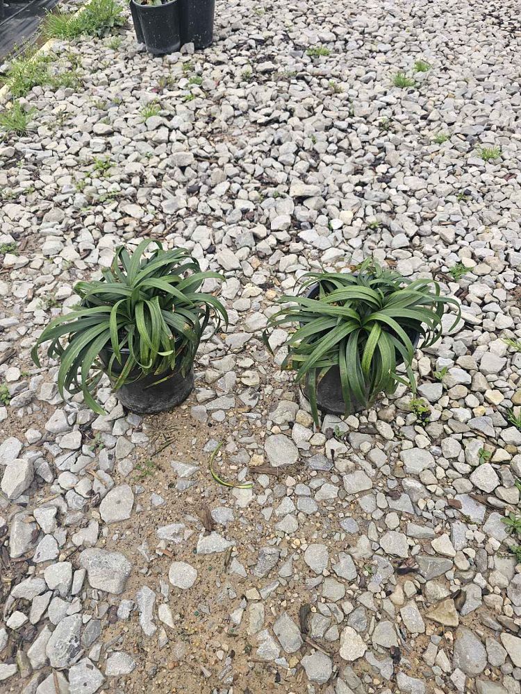 liriope-muscari-royal-purple-lilyturf